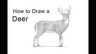 How to Draw a Deer (White-Tailed Deer)