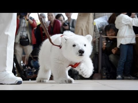 ホッキョクグマ赤ちゃん 初めてのお散歩 Youtube