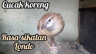 CUCAK KORENG 💯GACOR