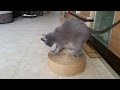 Cat Scratching Post from old boxes / Когтеточка из гофрокартона