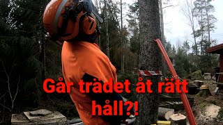 Trädfällning med vinsch och RH-Pusher.  Går trädet åt rätt håll?