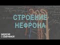 Строение нефрона и образование мочи