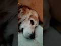Cute Doggy Funny Video 🐾