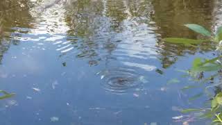 Pet Baby Gators playing in the pond...