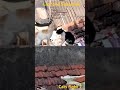 Cats are fight each other
