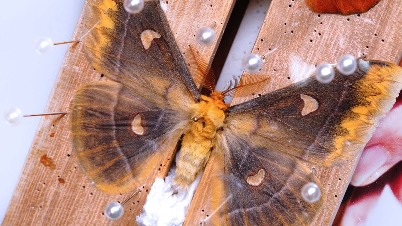 触角がモフモフしたヤママユガの標本を作る方法 - YouTube