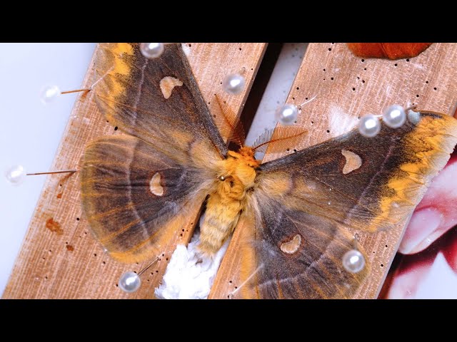 触角がモフモフしたヤママユガの標本を作る方法 - YouTube