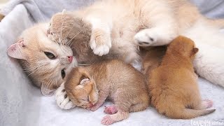 Mom cat Chan brought her noisy kittens into the nest and asked them to sleep quietly