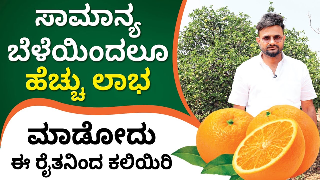 Mosambi Farming in Kannada - How to Start Mosambi Farming? | Abhishek Ramappa