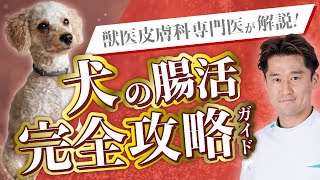 犬の腸活完全攻略ガイド｜獣医皮膚科専門医が解説