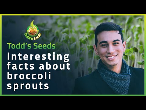 Interesting Facts about Broccoli Sprouts 🌱