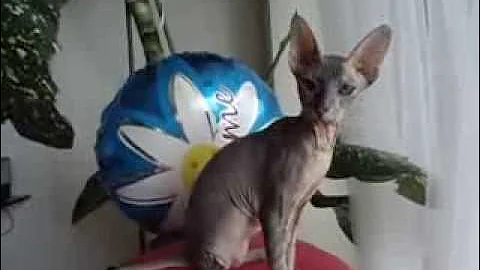 Watch the video about PETERBALD KITTEN ^;^ RUSSIAN SPHYNX ^