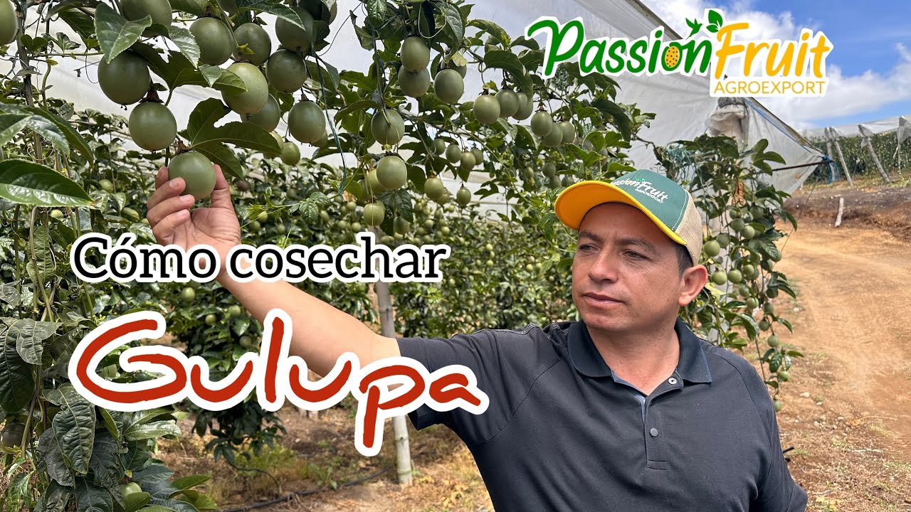 EXPORTACIÓN Cómo cosechar Gulupa de Exportación desde Colombia 🇨🇴 para Holanda 🇳🇱 y Alemania 🇩🇪