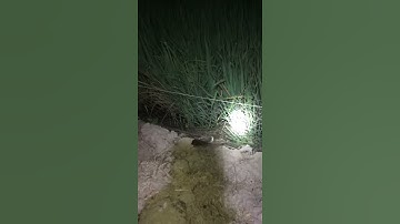 Diệt chuột bằng nhớt & tungcydan 55EC