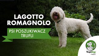 Lagotto Romagnolo  wszystko co powinieneś wiedzieć o rasie!