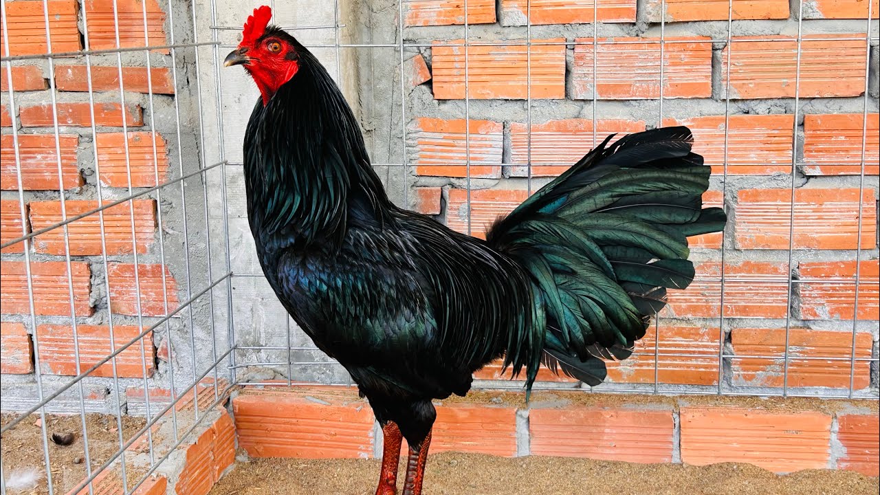 9/2 Top Giỏi Đoán Xuân. 0961.496.696