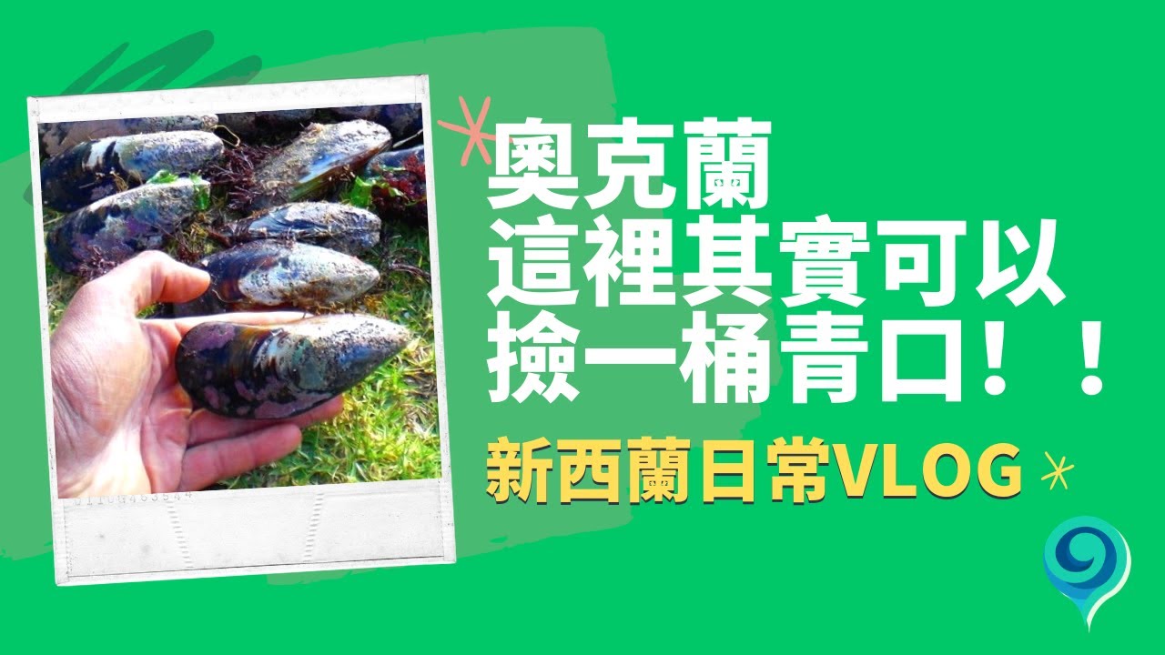 新西兰最美沙滩 Muriwai Beach（鸟岛）--捡青口、骑马、冲浪等....