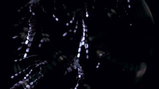 Frances Shelley | Evening Star (Alexandra Hamilton-Ayres Rework)