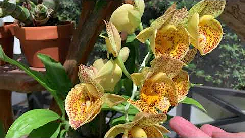 Catasetum schmidtianum, Ctsm. Susan Fuchs , Ctsm e...