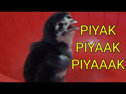 Suara Anak Ayam buat pancingan garangan / musang ( PASTI NONGOL )