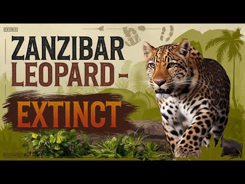 The Zanzibar Leopard