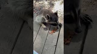 Sweet Raccoon Visitor