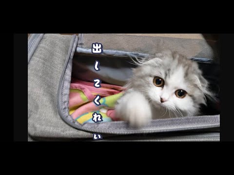 【スコティッシュフォールド】子猫が家に来た【銀色の悪魔】