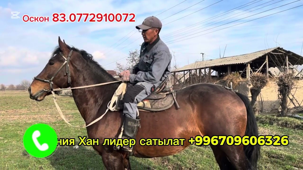 Линия Хан лидердин укаси +996709606326