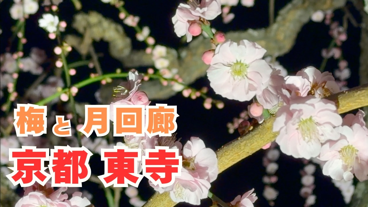 京都の梅 2026｜東寺の梅「月回廊」の様子もあわせて4Kで収録 Kyoto Toji Temple plum blossoms
