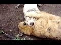 Cougar Baiting - The Cruel Blood Sport!!!