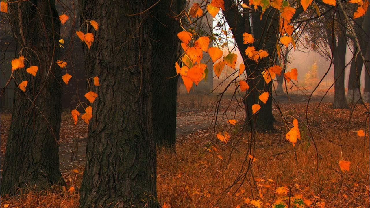 Песня с деревьев листья опадают. Опавшие листья. ив монтан опавшие листья.