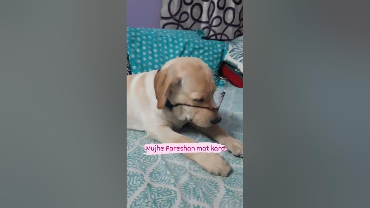 labrador Mujhe Pareshan Mat Karo Shorts Moti YouTube labrador-mujhe-pareshan-mat-karo-shorts-moti-youtube