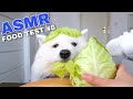 ASMR Dog Reviewing Different Types of Food #6 I MAYASMR