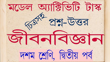 Model Activity Task Life  Science Class 10 Part 2 // Activity task Life science Class 10 part 2