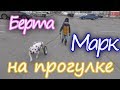 Амстаф Берта и Марк на прогулке перед самоизоляцией!