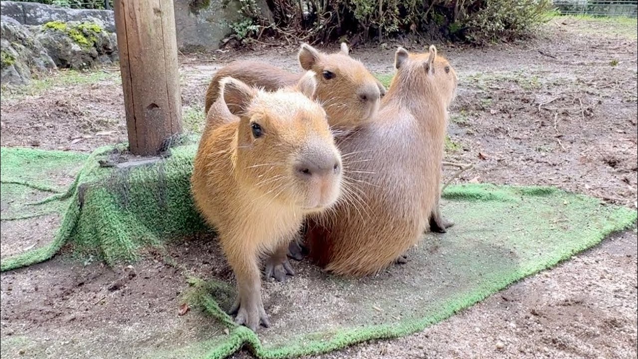 Baby Capybara Growing Up with His Loving Family💛 - YouTube
