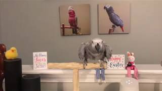 "Okay Google... I'll get you a peanut" Says Petra the African Grey