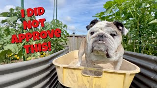 Reuben the Bulldog: The New Garden Tour