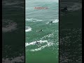 Awesome Dolphins… @amazing days #shortsvideo #shortfeed