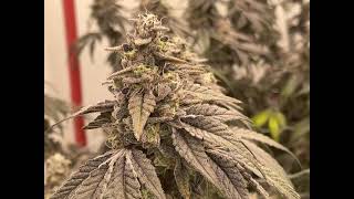 Kush Mints