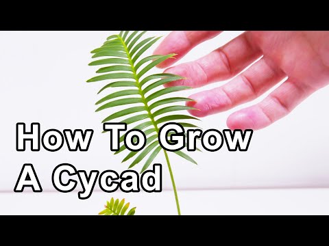 Video: Cum să crești Cycads - Informații despre Cycad Care