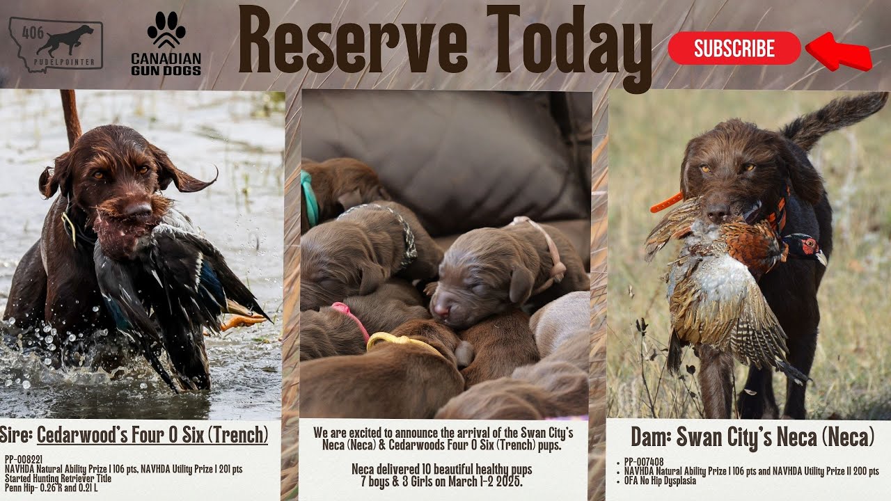 Neca & Trench's Pudel Pointer Pups – Exceptional Hunting Companions Ready for Their Forever Homes