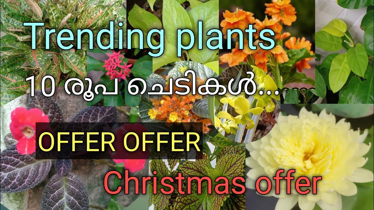 Online plants.offer plants