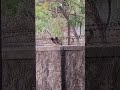 myna #myna #bords #birdlovers #nature #kawinnawin