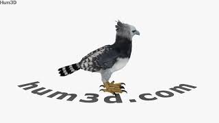 Harpy Eagle 3D model by 3DModels.org