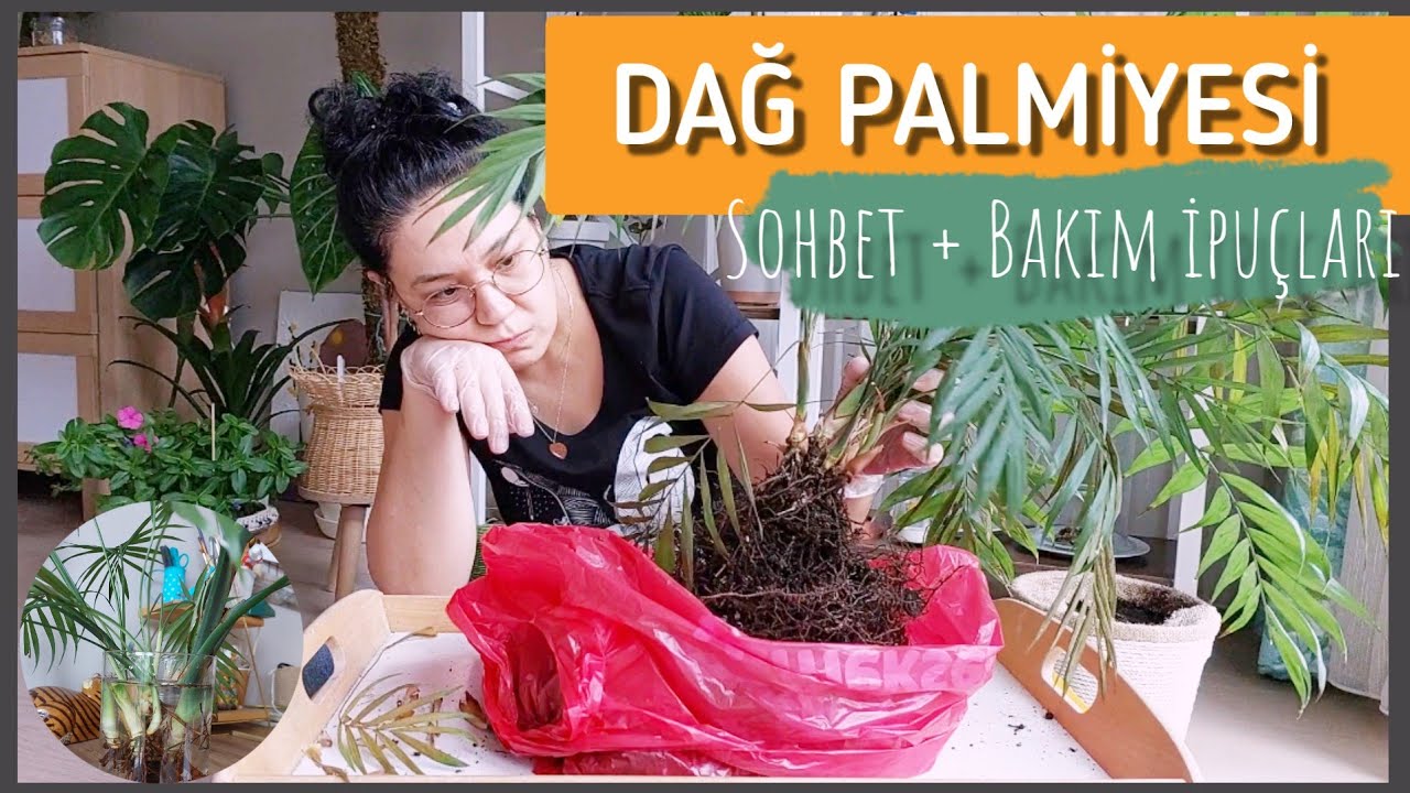 Dağ Palmiyesi Bakımı Nasıl Yapılır?