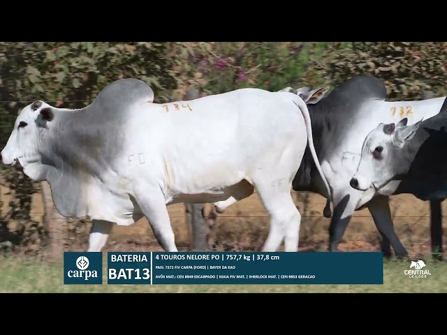 46º Mega Leilão Anual Carpa | BATERIA 13