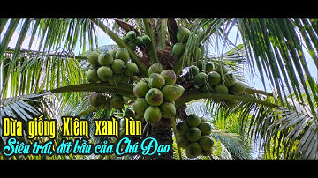 CHỌN GIỐNG DỪA XIÊM XANH LÙN PHẢI ĐẠT 4 TIÊU CHÍ: SIÊU TRÁI; HOÀNH TO; CÙI DÀI, KHÔNG THỤ PHẤN CHÉO.