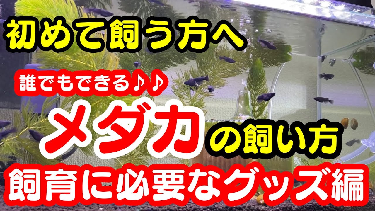 メダカ初心者】メダカ飼育の基本♪メダカ飼育に必要なグッズや飼い方