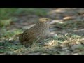 صوت السمان (الفري) / quail sound